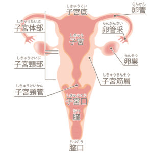 月経と生理痛　子宮と卵巣のゆがみ