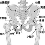 骨盤　股関節