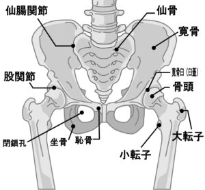 骨盤　股関節
