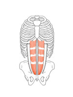 腹直筋のイラスト