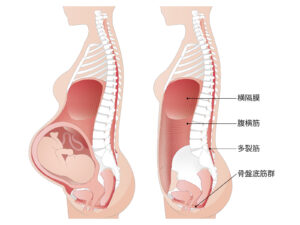 pregnant pelvis