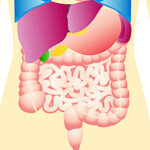 胃腸、消化器