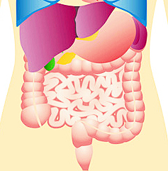 stomach, gut