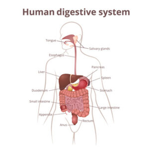 the location of the gastrointestinal tract in the body, the human digestive system