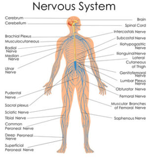 Nervous System Diagram Chiropractic