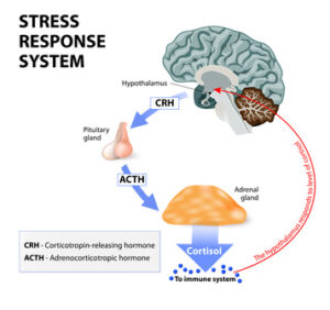 Stress response system. Stress is a main cause of high levels of cortisol secretion. Cortisol is a hormone produced by the adrenal cortex.