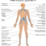 Nervous system for chiropractic treatment