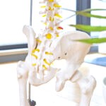 pelvis chiropractic