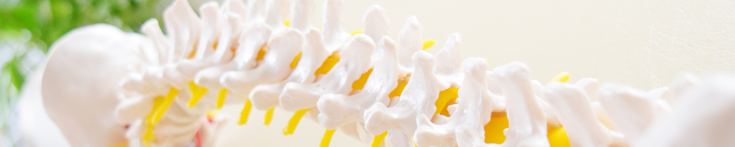 Spine at chiropractic Tokyo