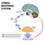 Stress response system for chiropractic